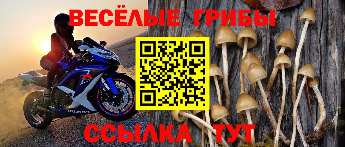 Псилоцибиновые грибы Psilocybe Кыштым